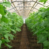 Kako pravilno posaditi krastavce u stakleniku